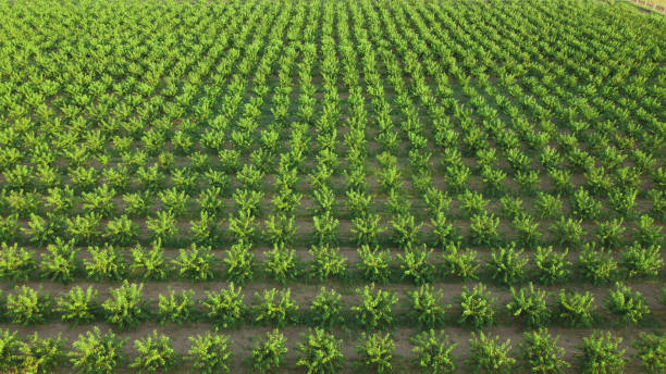 Agriculture. Rows of trees grow. Orchard. The aerial view on orchard of trees. Agriculture. Rows of trees grow. Orchard. The aerial view on orchard of trees. view on harvested field rural scene. Countryside farm, green field. ariel west bank stock pictures, royalty-free photos & images