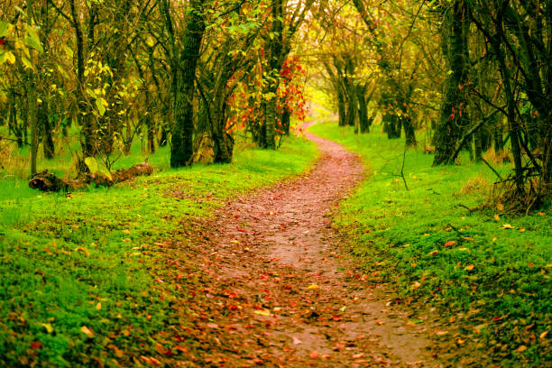 ścieżka chodnika z jesiennymi drzewami w lesie. droga przez kolorowy las - country road tunnel tree road zdjęcia i obrazy z banku zdjęć