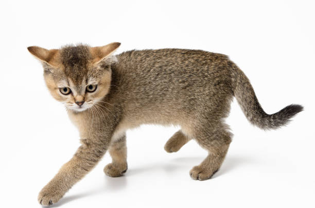 istock little british straight kitten runs on a white background 1319958411