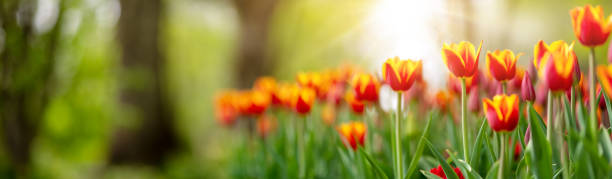 tulipes dans des plates-bandes dans le stationnement au printemps - plante à bulbe photos et images de collection