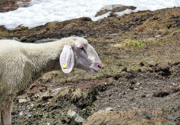 Cute white alpine sheeps on mountain pasture, Tyrol Austria