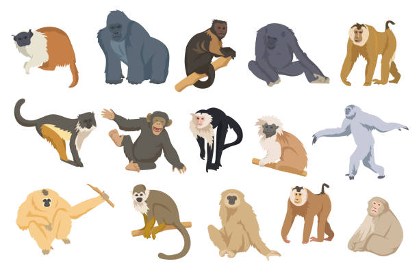 ilustraciones, imágenes clip art, dibujos animados e iconos de stock de ilustración vectorial de conjunto de monos de dibujos animados - chimpancé