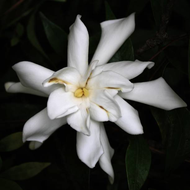 istock a white flower with curly petals 1319960106