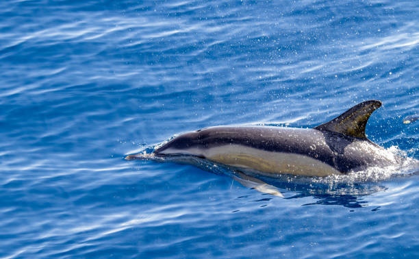 istock Common dolphin, during boat tour, Azores islands, traveling. 1319960949