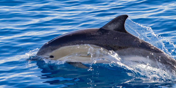 Common dolphin, during boat tour, Azores islands, traveling. stock photo