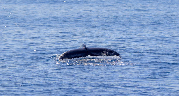 Humpback whale showing fluke, Azores travel destination. stock photo