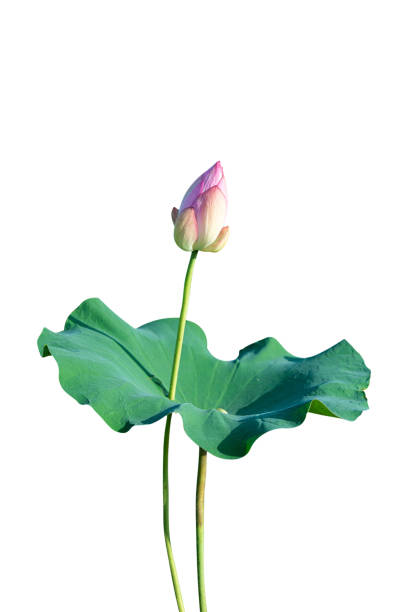 istock white lotus flower and leaf isolated 1319961642