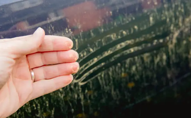 Person hand showing yellow pollen grains pulled from car. Trees and flowers pollen covering car exterior in spring, witch can damage your car's paint concept.