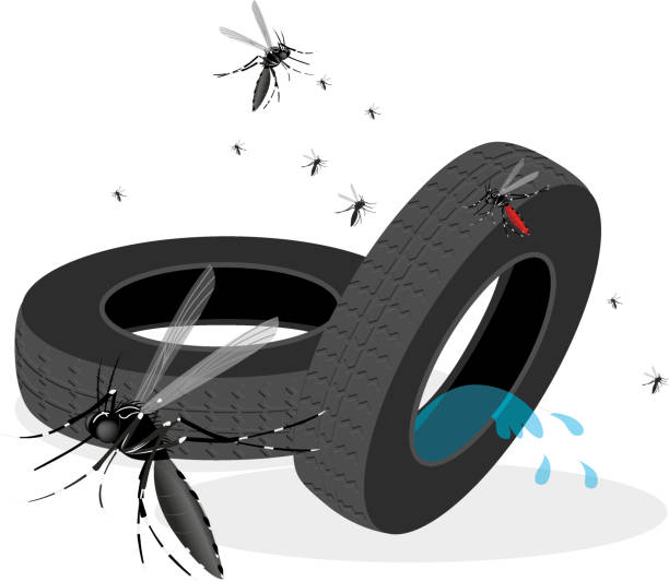 Fighting the Aedes aegypti mosquito. The insect reproduces in still water. empty tire with water Fighting the Aedes aegypti mosquito. The insect reproduces in still water. deflate tire with water disease vector stock illustrations