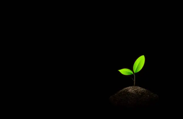 Photo of Little green seedlings growing in soil on black background.