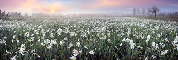 istock Daffodils in the fog 1319964361