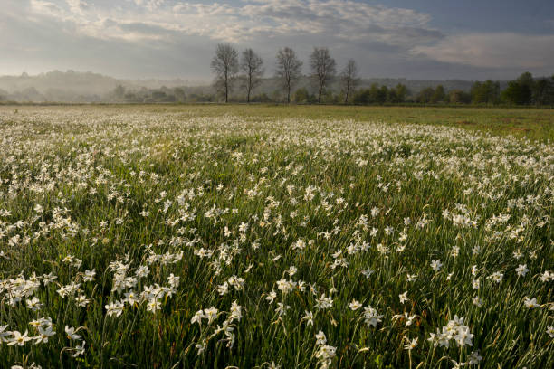 istock Daffodils in the fog 1319964388