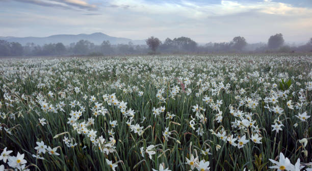istock Daffodils in the fog 1319964412