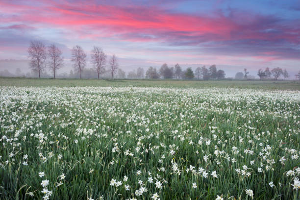 istock Daffodils in the fog 1319964428