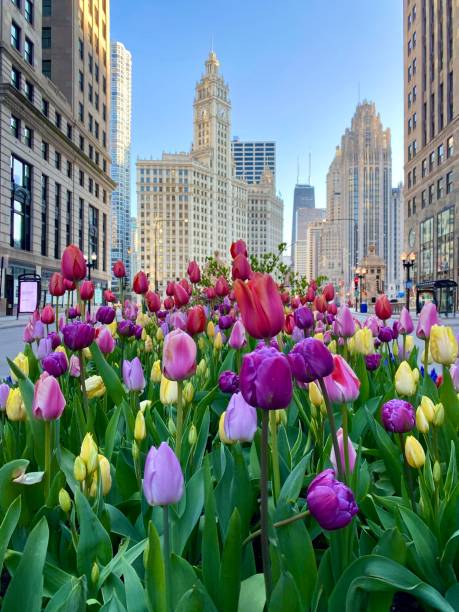 тюльпаны в чикаго - michigan avenue стоковые фото и изображения