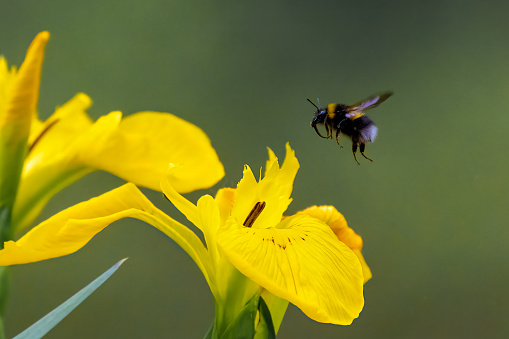 A bumble bee hovers and prepares to land on a buttercup to collect nectar