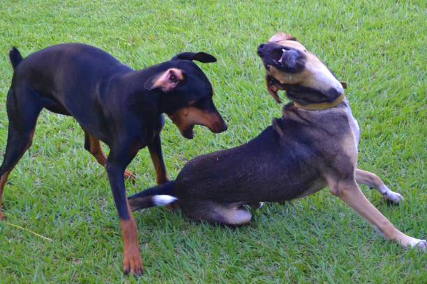 istock 2 dogs in playing action 1319965133
