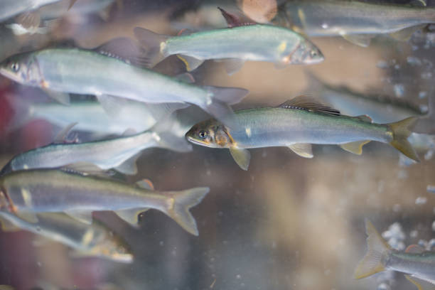 カペリン新鮮な魚,低酸素ジャポニクス,メロタスビロース。 - small group of objects 写真 ストックフォトと画像