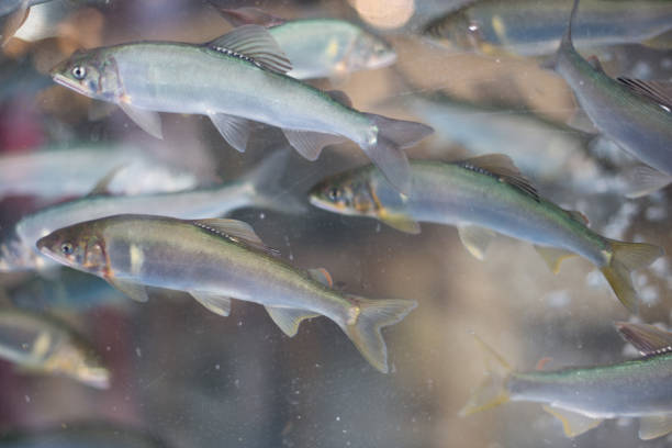 カペリン新鮮な魚,低酸素ジャポニクス,メロタスビロース。 - small group of objects 写真 ストックフォトと画像