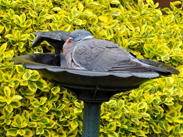 istock Pigeon sitting in a bird bath 1319967548