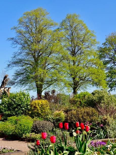 istock Trees and flowers in a public park 1319967594