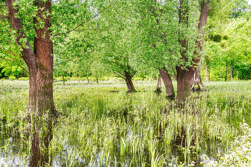 Lakeside view in Wilanow Krolewski in Warsaw, Poland