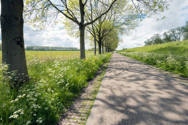 long country road along a dike and a row of tall trees - long grass uncultivated plant stage plant condition imagens e fotografias de stock