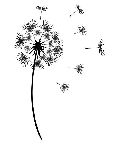 Dandelion with flying seeds. Black silhouette of a flower on a white background. Monochrome vector drawing. Beautiful dandelion design. Abstract floral illustration. Dandelion with flying seeds. Black silhouette of a flower on a white background. Monochrome vector drawing. Beautiful dandelion design. Abstract floral illustration. wind silhouettes stock illustrations