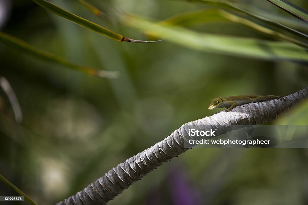 Resort naturale - Foto stock royalty-free di Albero