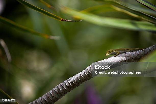 Resort Naturale - Fotografie stock e altre immagini di Albero - Albero, Albero tropicale, Ambientazione esterna