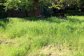 istock Vegetable garden overgrown with weed grass 1319968853