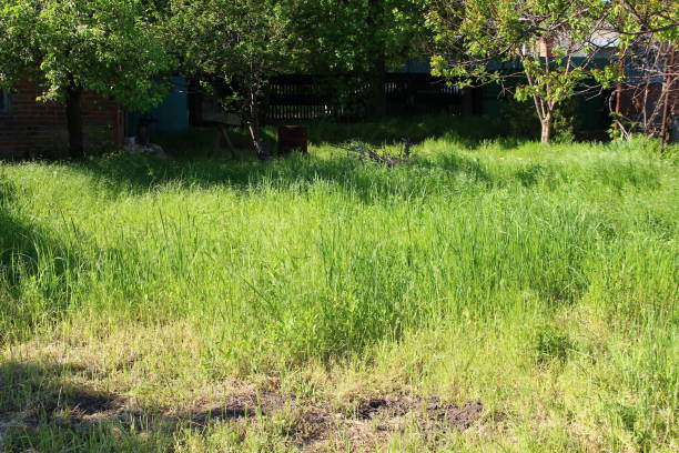 istock Vegetable garden overgrown with weed grass 1319968864