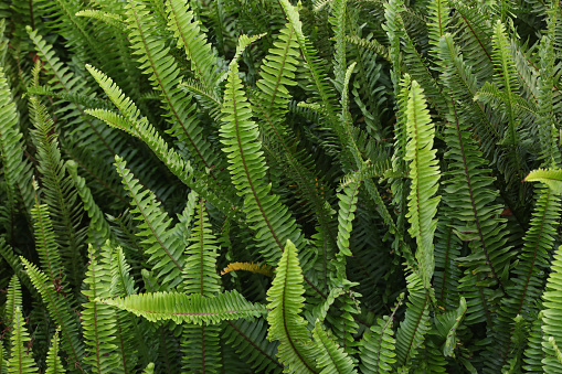 A close up images of fern in a garden. You can only see the green fern.
