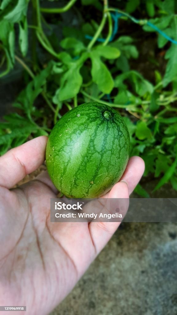Mini Watermleon Mini Watermelon Stock Photo - Download Image Now - Agriculture, Close ...