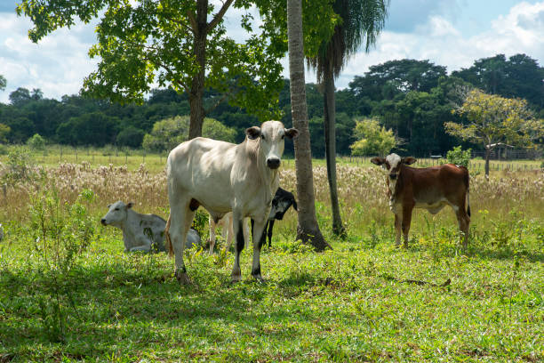 istock cattle grazing on a farm in Mato Grosso do Sul 1319969962
