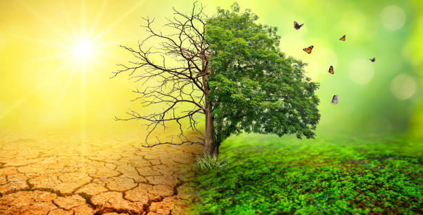 istock tree in two  with very different environments Earth Day or World Environment Day Global Warming and Pollution 1319970096