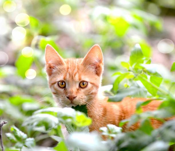 image of cute cat kitten pictured outdoor.