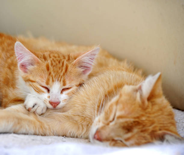istock image of cute cat kitten pictured outdoor 1319970806