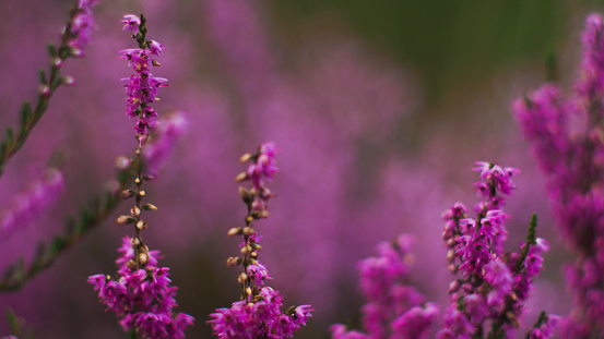 Heather flowers in the Landes forest, as the sun prepares to set