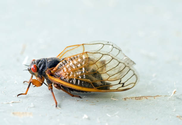 brood x adult cicada makro portret, widok z boku - locust invasion zdjęcia i obrazy z banku zdjęć