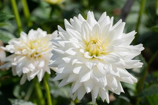 Beautiful white dahlia flowers blooming in the autumn garden