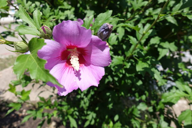 istock Rose mallow with pink flower in July 1319973405