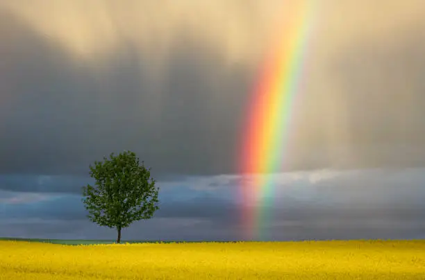 A rainbow appears after heavy rain, Jutland, Denmark