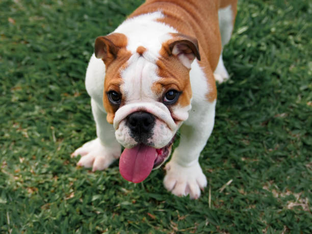 istock English bulldog 1319975874
