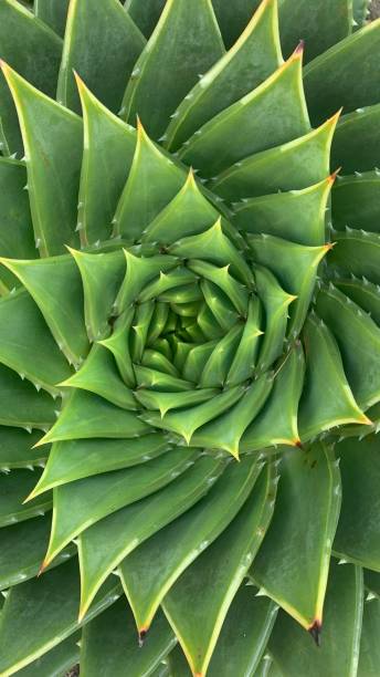 istock Spiral green plant 1319976077