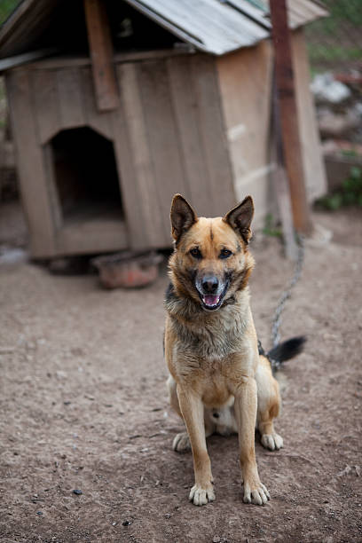 istock guard dog tied to a chain 131997642
