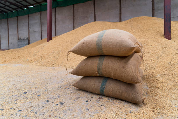 Rice in a sack that is in a warehouse for storing rice. Canvas bags stacked in a pile. stock photo