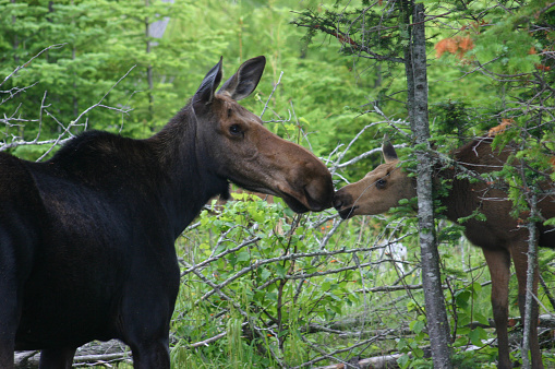A cow moose and her calf trade a kiss near Moosehead Lake in Maine.