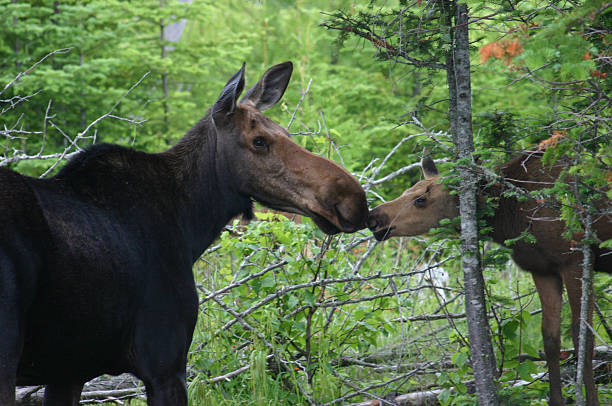 Moose kiss A cow moose and her calf trade a kiss near Moosehead Lake in Maine. cow moose stock pictures, royalty-free photos & images