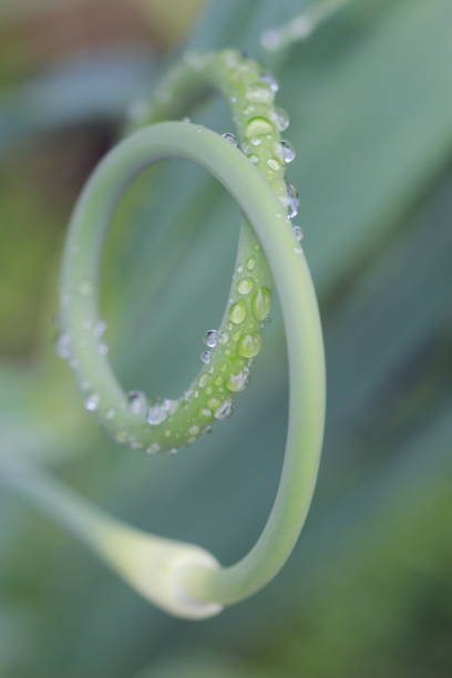 istock garlic grown as ring decorated with water drops 1319980099